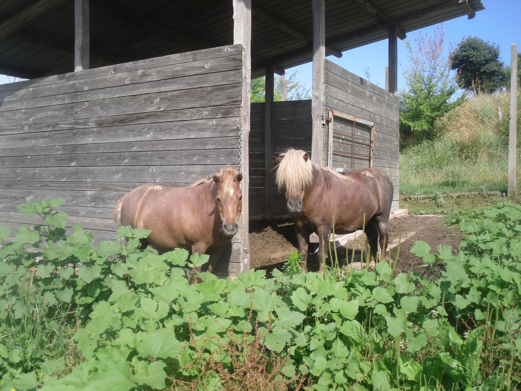 Agriturismo Fattoria Poggio Boalaio أورفييتو المظهر الخارجي الصورة