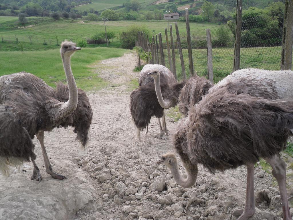 Agriturismo Fattoria Poggio Boalaio أورفييتو المظهر الخارجي الصورة