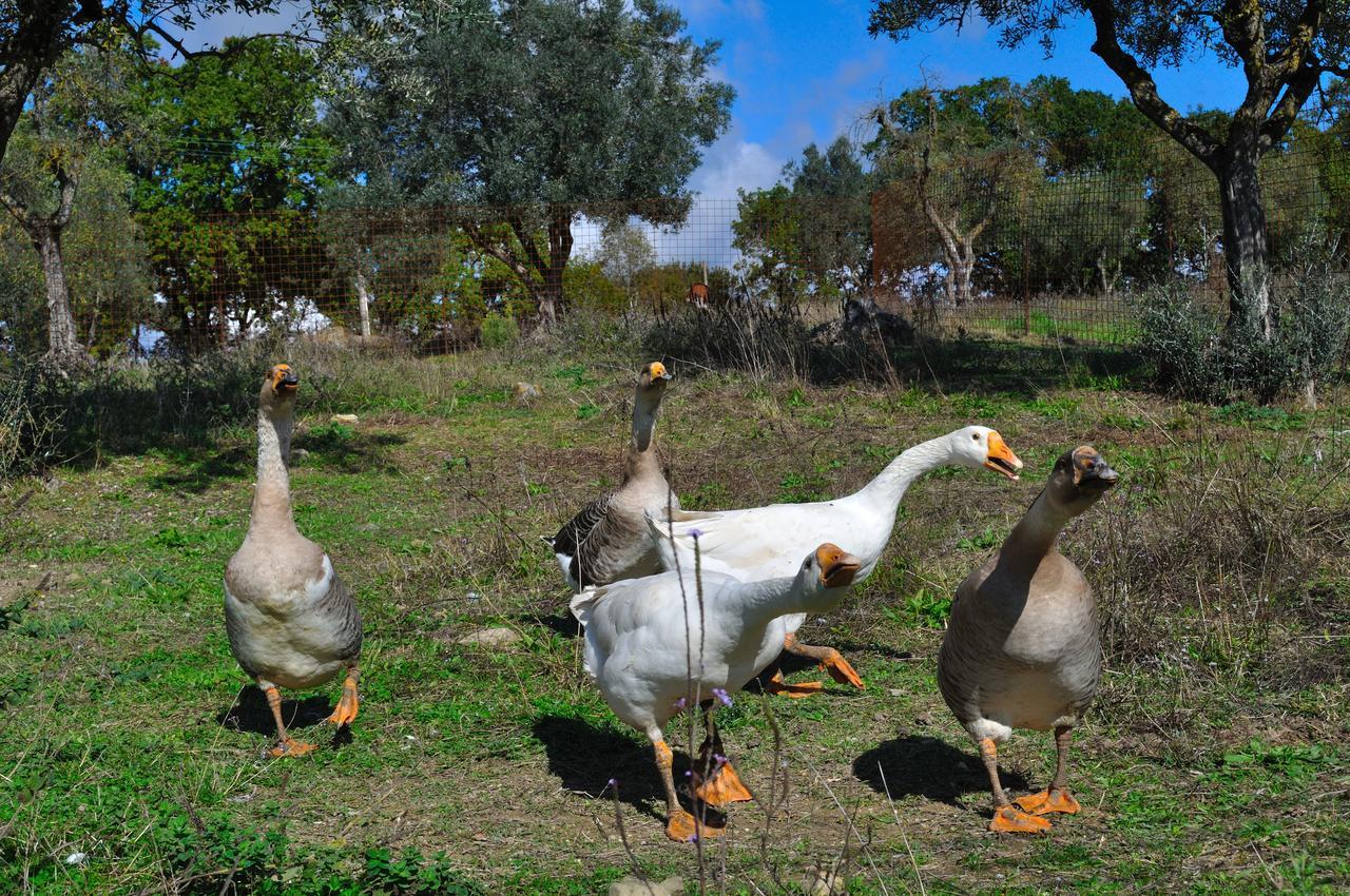 Agriturismo Fattoria Poggio Boalaio أورفييتو المظهر الخارجي الصورة